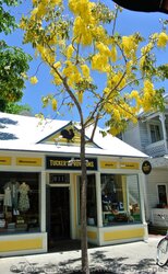Tree with Yellow Leaves in front of Tucker's Provisions on Duval St Key West.jpg