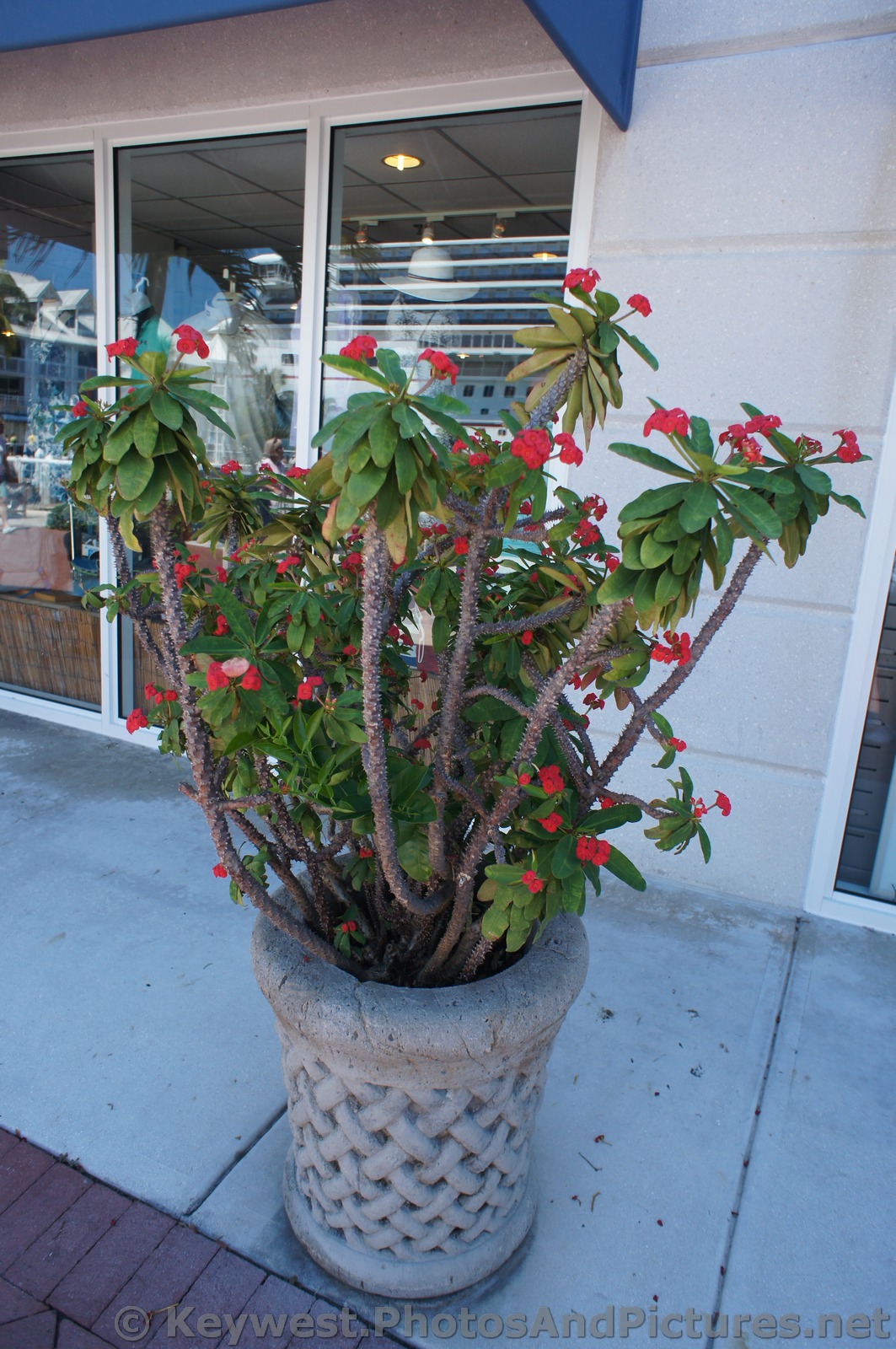 Tropical Plant with Red Flowers in Key West.jpg