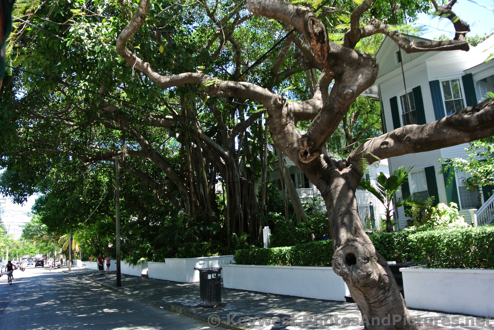 Group of large Ficus Trees in Key West.jpg