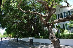 Interesting Trees & Flowers in Key West