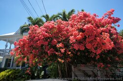Red Flowers from tropical plant in Key West.jpg