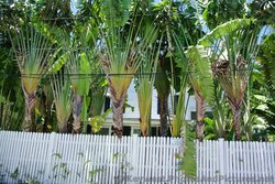 Row of tall Palm trees behind white fence in Key West.jpg