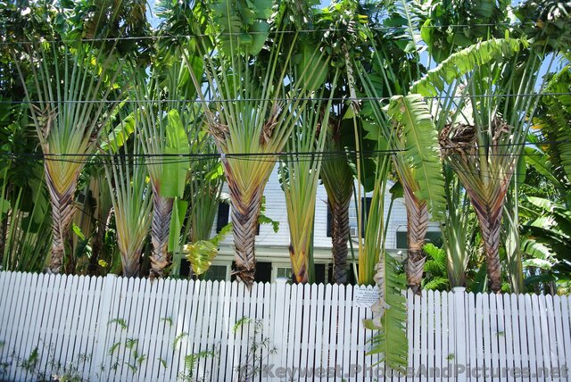 Row of tall Palm trees behind white fence in Key West.jpg