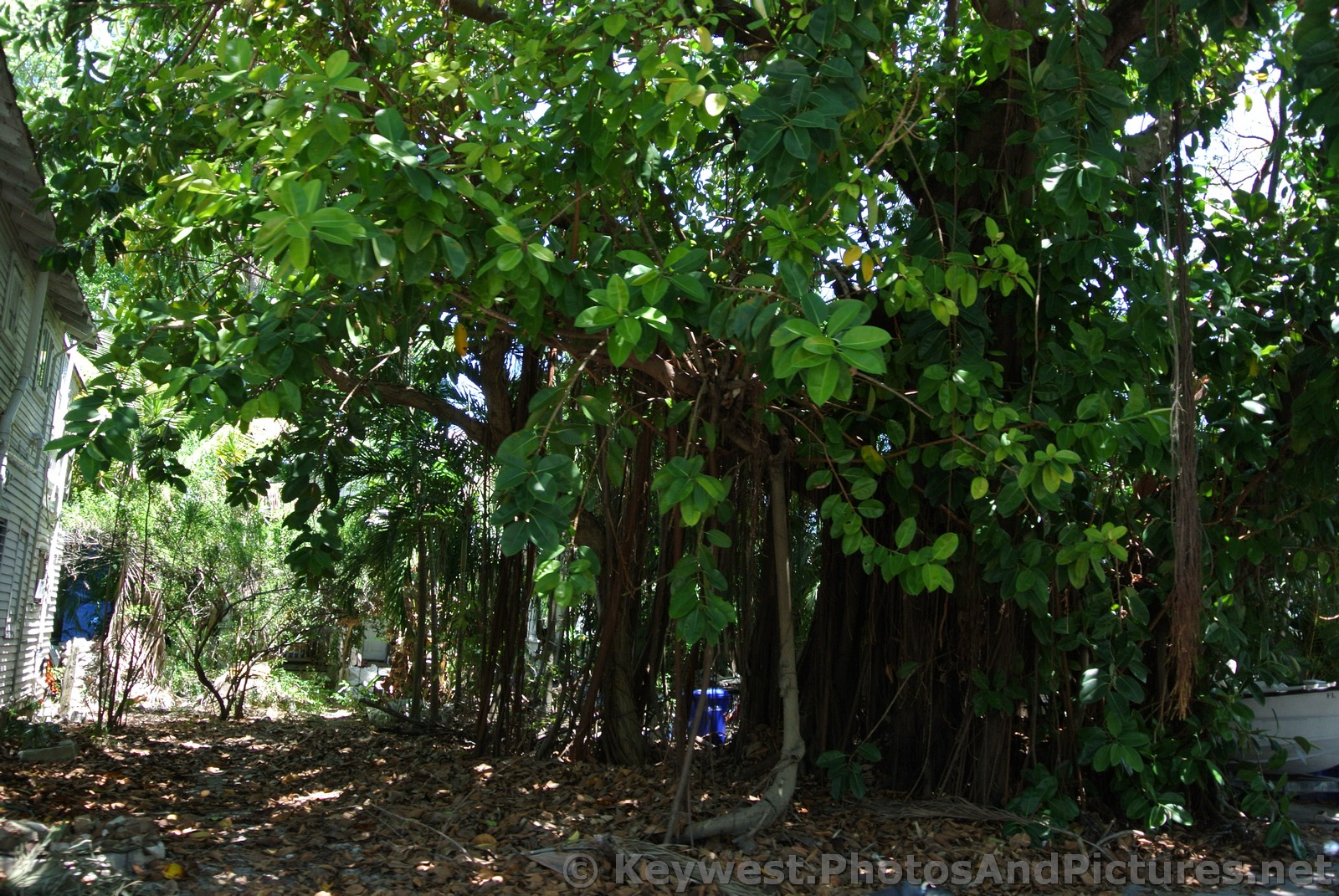 Rubber Ficus Trees in Key West.jpg