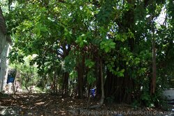 Rubber Ficus Trees in Key West.jpg