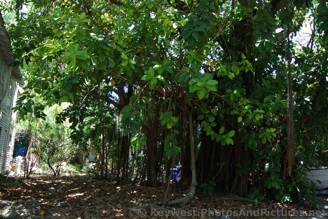 Rubber Ficus Trees in Key West.jpg