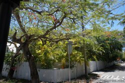 Trees surround a corner lot on Pearl St Key West.jpg
