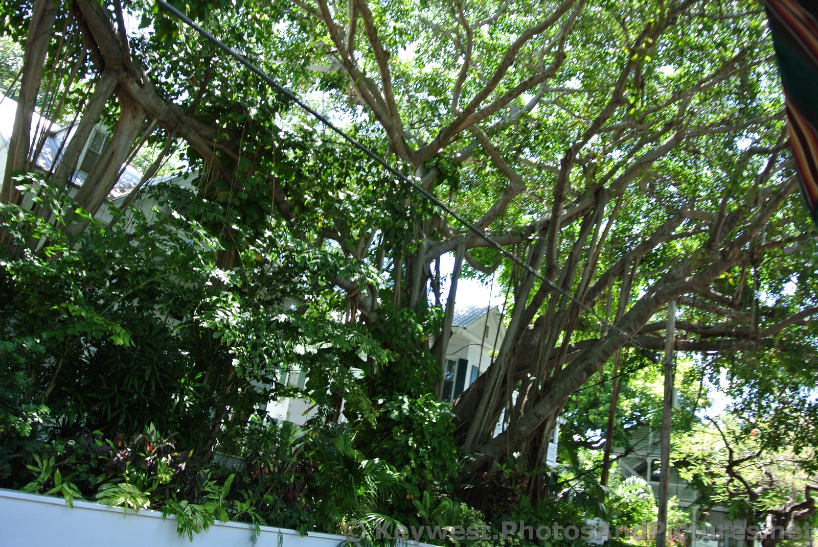 Ficus Tree in Key West.jpg