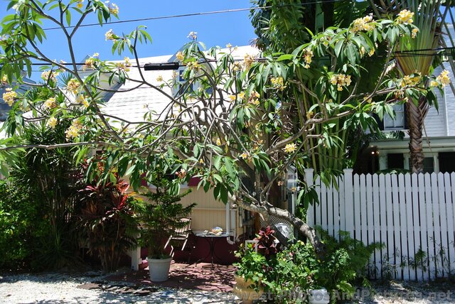 Funky Oleander with Yellow Flowers in Key West.jpg