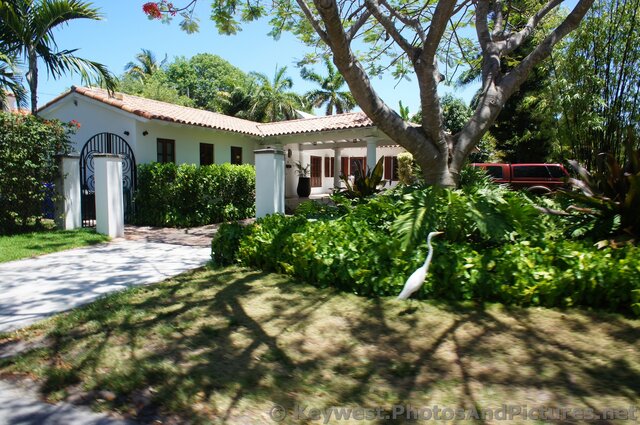 Heron on lawn of home in Key West.jpg