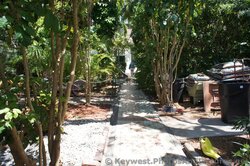 Cat in front of a tourist at the grounds of the Ernest Hemingway Home.jpg