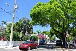 Tree-lined corner of Eaton & Margaret St in Key West.jpg