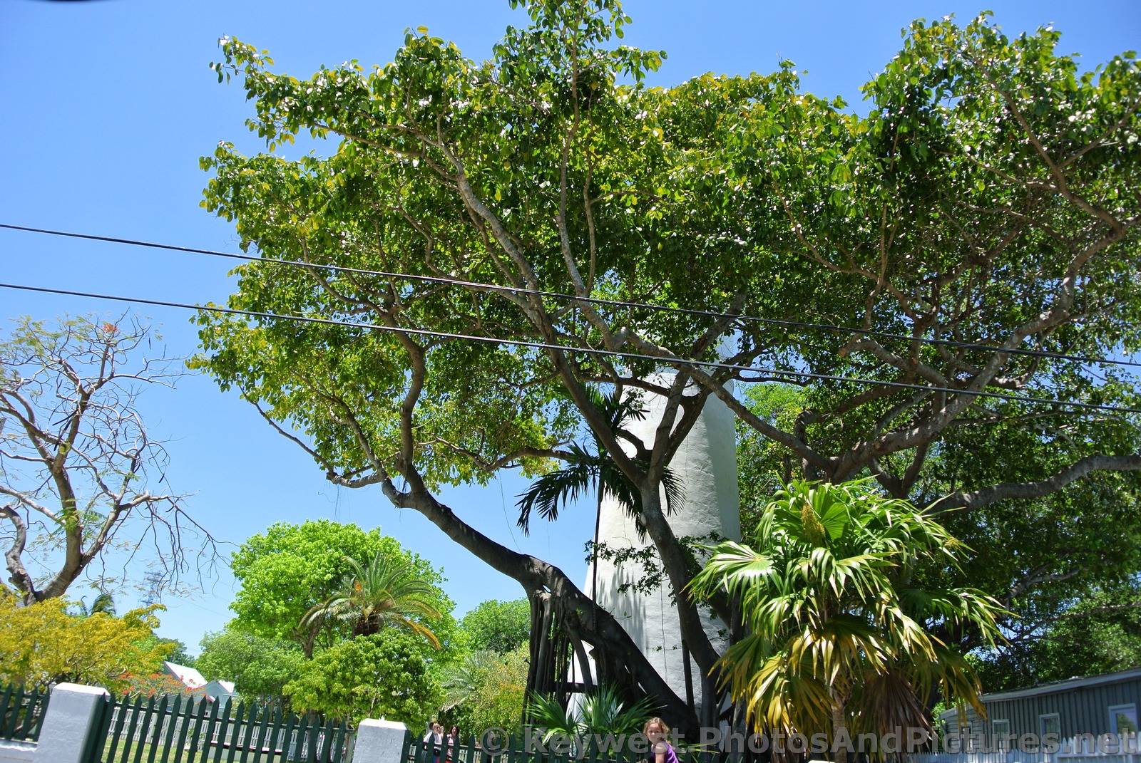 Key West Lighthouse behind trees.jpg