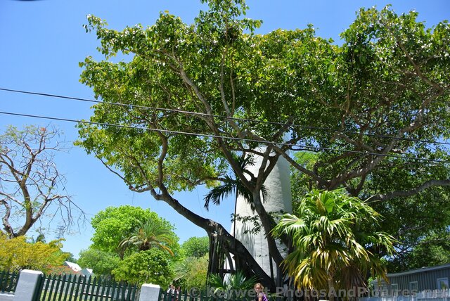 Key West Lighthouse behind trees.jpg